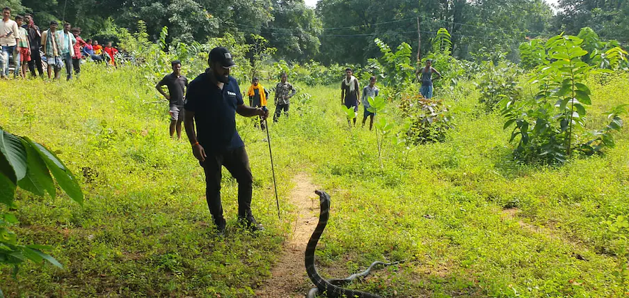 5 फीट फन उठाकर घर के कोने में बैठा था 13 फीट लंबा कोबरा